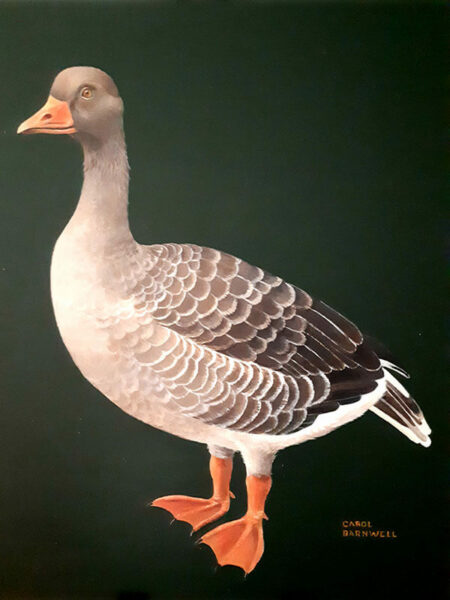 Original acrylic painting of a male goose, or gander, with an orange bill and orange feet